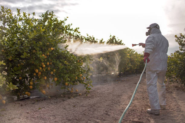 Wasp Removal Services in Berwick, LA