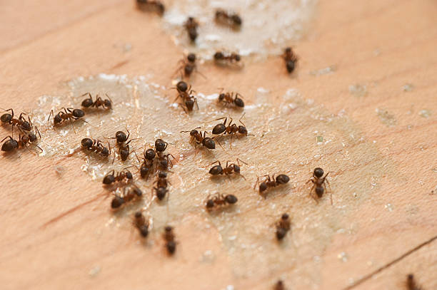 Best Commercial Pest Control Services  in Berwick, LA